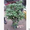 沐春花卉--盆栽桂花 當(dāng)年開(kāi)花 株型勻稱 月桂年桂丹桂 45-50盆