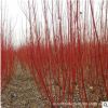 批發紅瑞木綠化苗 觀賞價值高 庭院工程 耐寒植物 園林綠化植物