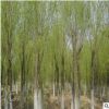 供應直柳綠化植物 直柳樹苗各種規格 優質柳樹苗直柳 量大優惠