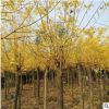 供應黃金槐工程行道樹 嫁接黃金槐 黃金槐樹 庭院道路 規格齊全