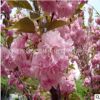 批發嫁接櫻花苗 重瓣櫻花樹苗 日本櫻花樹苗 庭院觀花植物