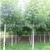 綠化工程苗木直銷 白臘樹苗 行道樹 優質白蠟苗 品種規格全價格優