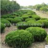 基地直銷 龍柏小苗 小龍柏 龍柏球 四季常青 歡迎來電咨詢洽談