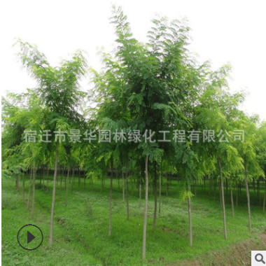 基地批發苗木 國槐樹 國槐樹苗 工程綠化苗木 規格齊全量大優惠