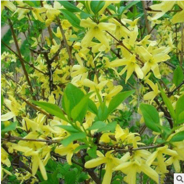 基地批發工程綠化苗木連翹 連翹小苗 黃金條園林觀花植物 規格全