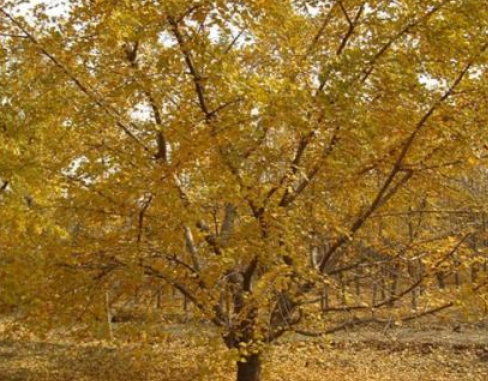 實生銀杏、嫁接銀杏