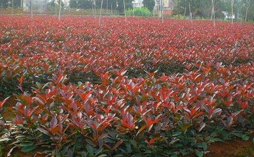四川紅葉石楠行情報價/四川紅葉石楠圖片展示