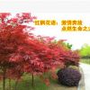 紅楓庭院樹苗綠化樹苗