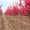 海棠樹苗垂絲海棠四季開花日本海棠