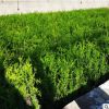 批發(fā)大葉黃楊 北海道大葉黃楊批發(fā)定制 綠化工程苗品種齊全