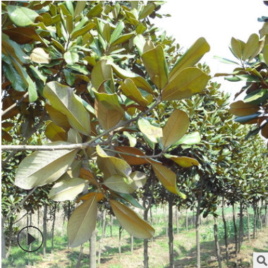 庭院景觀綠化樹廣玉蘭 根系發達 落葉喬木 園林行道工程苗木