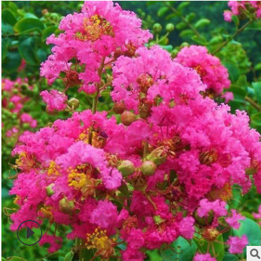 綠化工程苗紫薇樹苗 紅花紫薇 紅花紫薇苗紅火箭大紫薇苗耐寒花卉