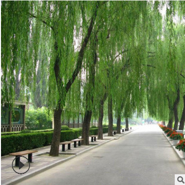 基地批發 黃金柳園林苗木 金絲垂柳常綠喬木 垂柳小樹 柳樹枝條