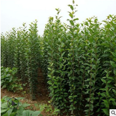 基地直銷大葉女貞苗 優質工程綠化樹木 高桿女貞苗四季常青規格全