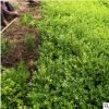 基地批發小葉黃楊 瓜子黃楊 黃楊苗 綠籬綠化園林工程苗 規格齊全