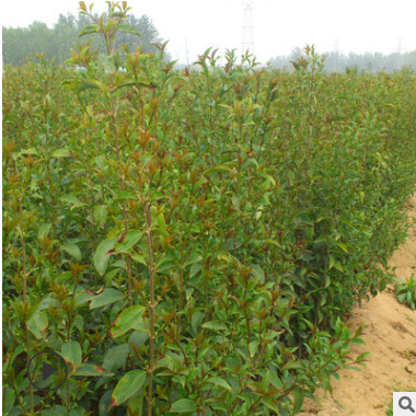 批發大葉女貞苗 叢生大葉女貞 園林綠化苗木 規格齊全 量大優惠