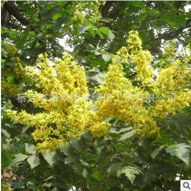 大量批發欒樹 欒樹小顆 規格全 北欒 黃山欒樹 行道樹 基地直銷