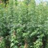 青楓小苗批發(fā) 樹苗銷售 雞爪槭樹價格 青楓樹苗行道樹 量大優(yōu)惠