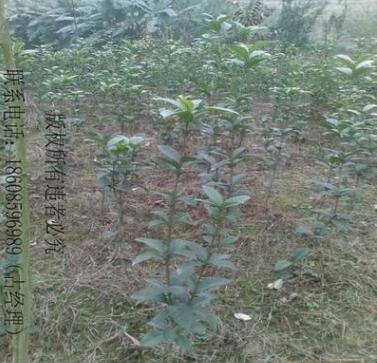 專業供應桂花苗木/規格/品種齊全/