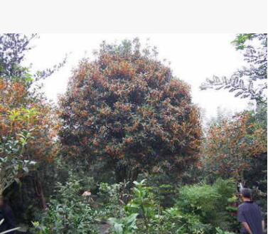 桂花樹 規格種類齊全