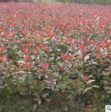 廠家批發紅葉石楠小苗 高桿紅葉石楠 紅葉石楠籬笆苗