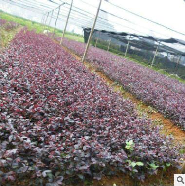 精品推薦重慶造型紅繼木 紅花檵木球 紅花繼木盆栽