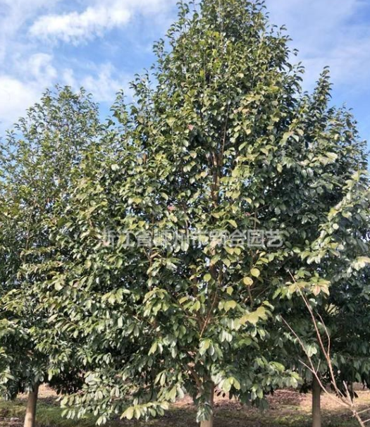 供應冷杉樂昌含笑紅楓櫻花梅花等