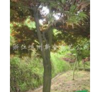 紅楓行情報價\紅楓圖片展示