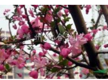 垂枝海棠2圖片\垂枝海棠2報價