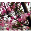 垂枝海棠2圖片\垂枝海棠2報價