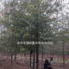 金華茂林大量供應(yīng)柳葉櫟