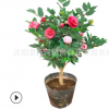 基地批發茶花小苗 茶花盆栽 山茶花小苗 綠化小苗量大優惠低價
