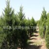 檜柏苗基地直銷高速綠化規格齊全行道點綴四季常青量大從優檜柏苗