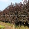 紅葉李樹苗綠化苗木色塊綠籬行道點綴庭院種植量大從優紅葉李直銷