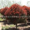高桿紅葉石楠樹苗批發工程綠化苗木行道點綴庭院觀賞紅葉石楠樹苗