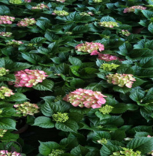 基地批發八仙花苗 綠色盆栽繡球無盡夏大花繡球 盆栽綠植物