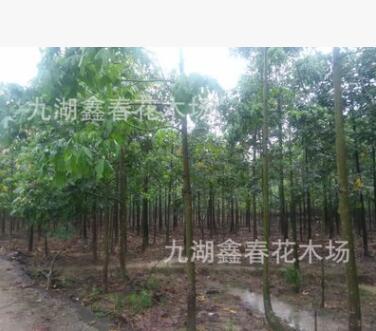 出售火焰木 澳洲火焰木價格 漳州火焰木種植基地