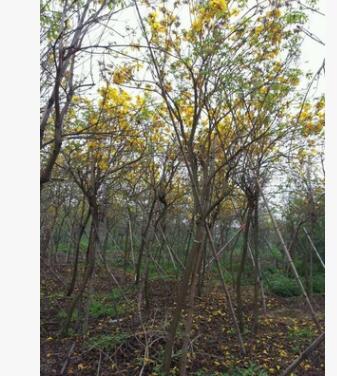 黃花風鈴木 漳州黃金風鈴木基地直銷 開花綠化喬木