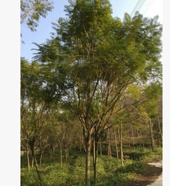 供應藍花楹10-20公分,綠化常用行道樹種