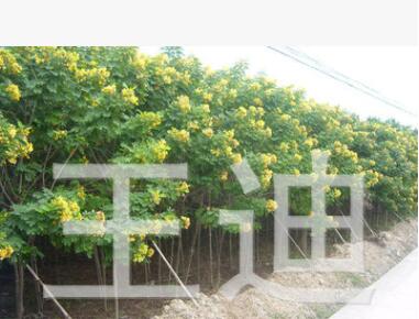 供應黃花槐3-10公分地苗/袋苗 產地直銷
