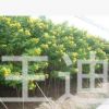 供應黃花槐3-10公分地苗/袋苗 產地直銷