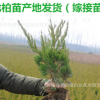 龍柏小苗批發小龍柏 龍柏樹工程綠化小苗龍柏苗四季常青龍柏樹