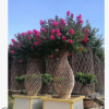 紫薇花瓶優美紫薇造型花瓶 基地直銷圍墻 屏風 精品高檔造型苗木