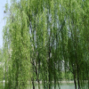 綠化苗木直銷 柳樹苗 垂柳樹苗 垂柳苗 速生竹柳苗批發 規格齊全