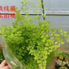 鐵線蕨 盆栽 室內盆栽花卉 凈化空氣四季常青鐵線蕨花苗