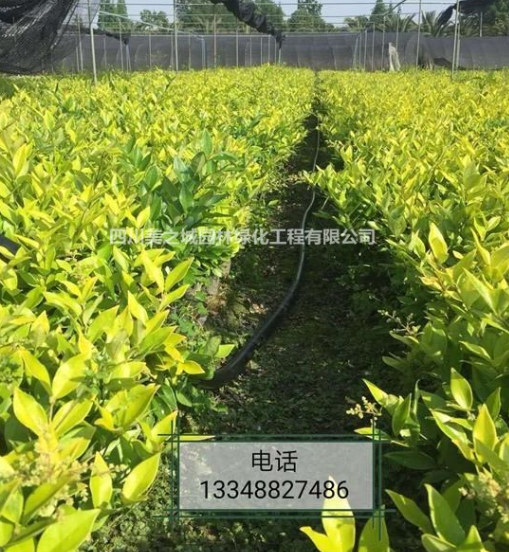 四川成都溫江常年低價出售精品金森女貞杯苗