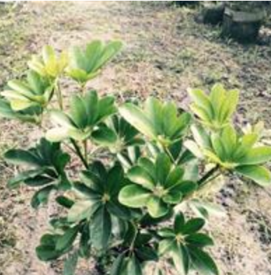 四川成都溫江低價出售鴨腳木