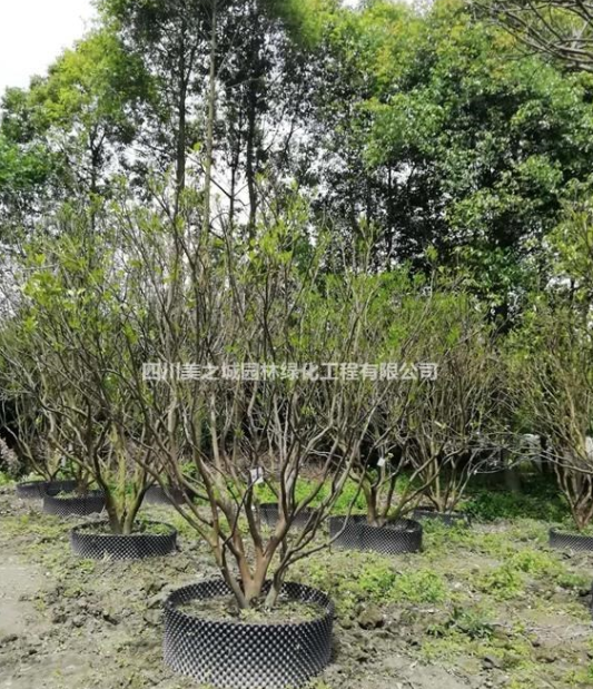 四川成都溫江低價出售香泡（小葉柚子樹）