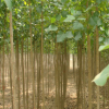 批發(fā)速生楊樹(shù)綠化工程 速生楊樹(shù)銷售 行道風(fēng)景樹(shù)楊樹(shù) 白楊樹(shù)綠化