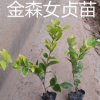 基地苗圃 低價(jià)出售金森女貞球金森女貞苗 綠化苗量大從優(yōu)歡迎看苗